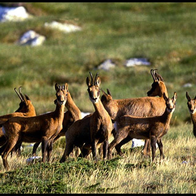 Réserve Naturelle de Prats de Mollo