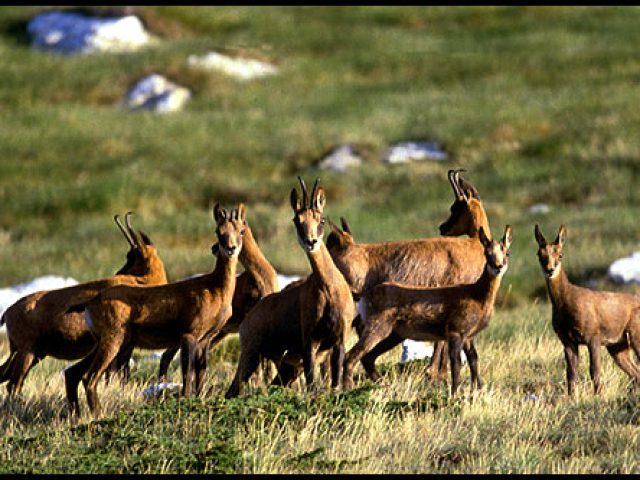 Réserve Naturelle de Prats de Mollo