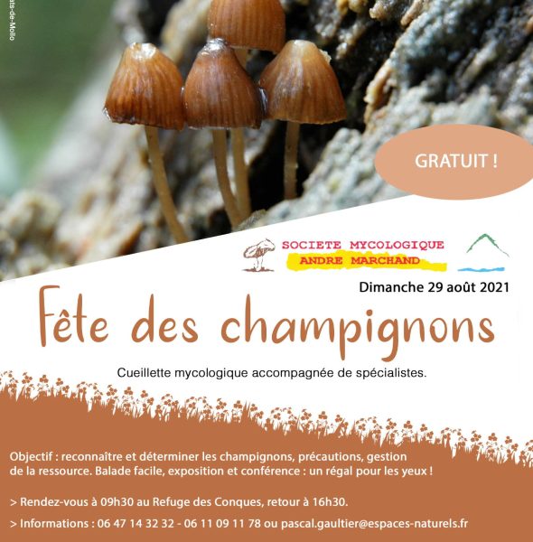 Fête des champignons