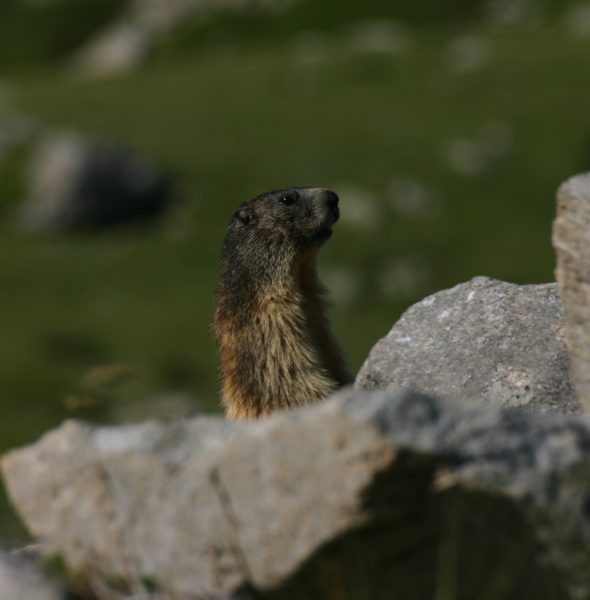 Conférence sur la biodiversité