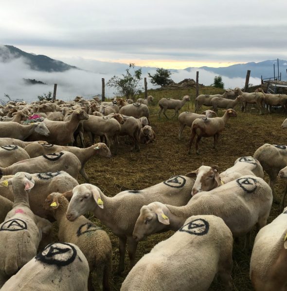 la Montée en estive 2019