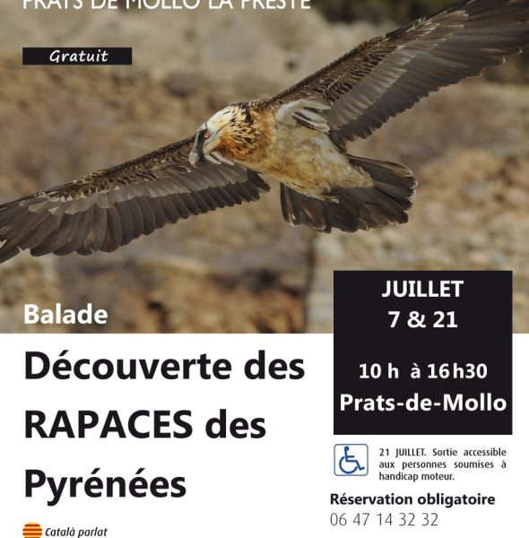 Balade à la découverte des rapaces