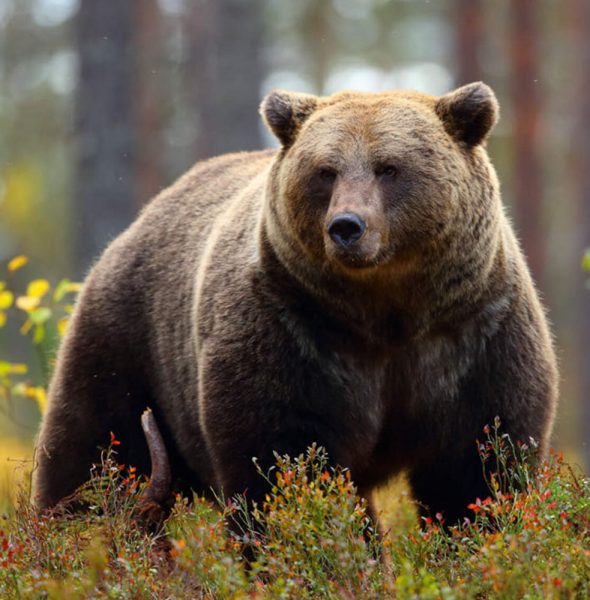 Ciné-Débat &#8220;L&#8217;Ours, une histoire d&#8217;homme&#8221;