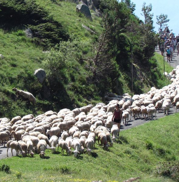 Fête de l&#8217;estive &#8211; Transhumance 2018